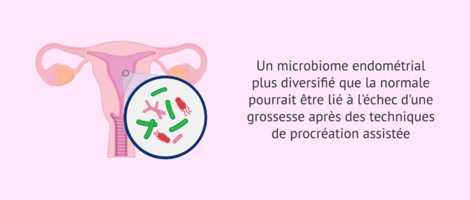 Imagen: Comment le microbiome endométrial peut-il influencer l'implantation embryonnaire?