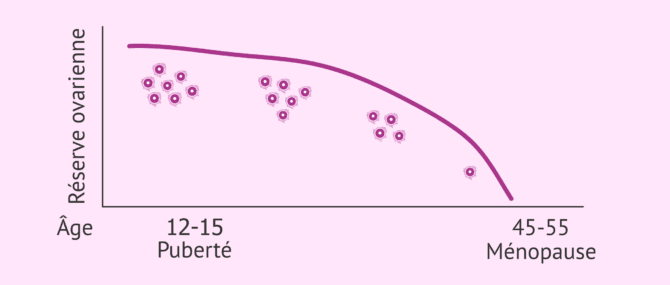Imagen: Diminution de la réserve ovarienne avec l'âge
