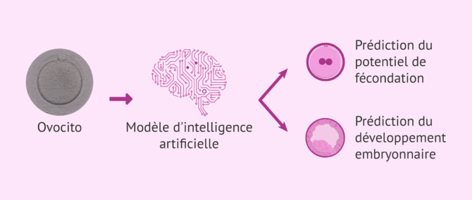 Imagen: Quelles informations l'IA peut-elle apporter pour la sélection des ovules?