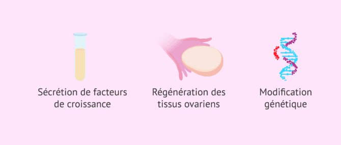 Imagen: Avancées en procréation assistée avec les cellules souches et l'édition génétique