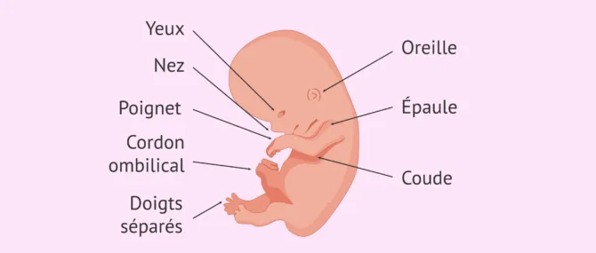 Imagen: État de l'embryon à 9 semaines de grossesse