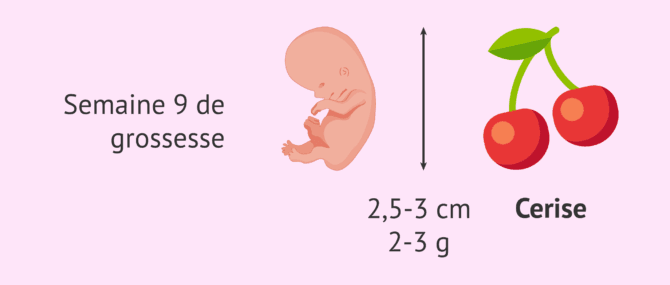 Imagen: Mesures du fœtus à la 9ème semaine