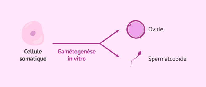 Imagen: Utilité de la gamétogenèse in vitro