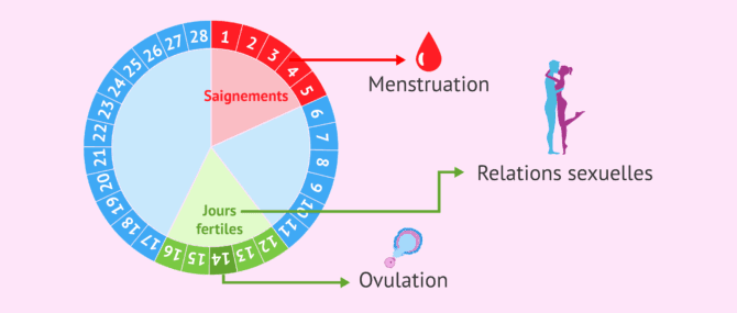 Imagen: Comment calculer les jours fertiles dans un cycle régulier?