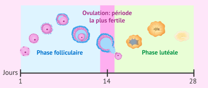 Imagen: Étapes du cycle menstruel et période la plus fertile