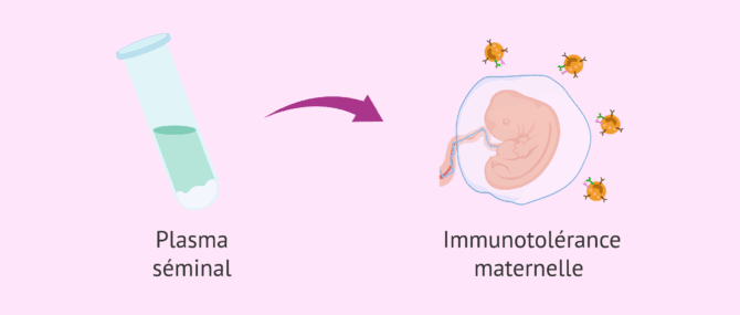 Imagen: Plasma séminal et immunotolérance maternelle