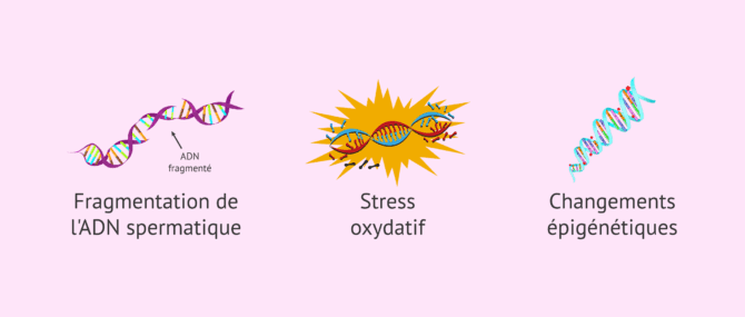 Imagen: Changements séminaux avec l'âge paternel avancé