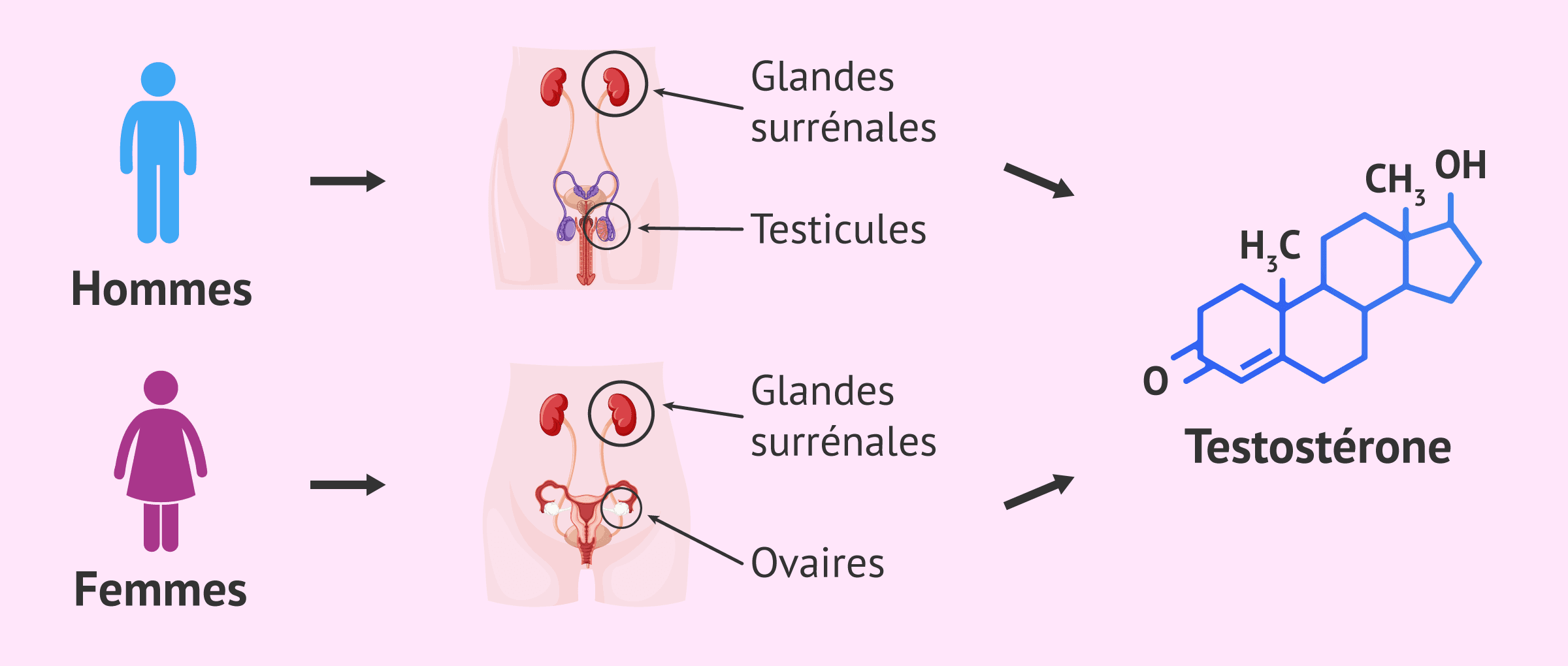 Hormone testostérone: quelle est sa fonction chez les hommes et les femmes?