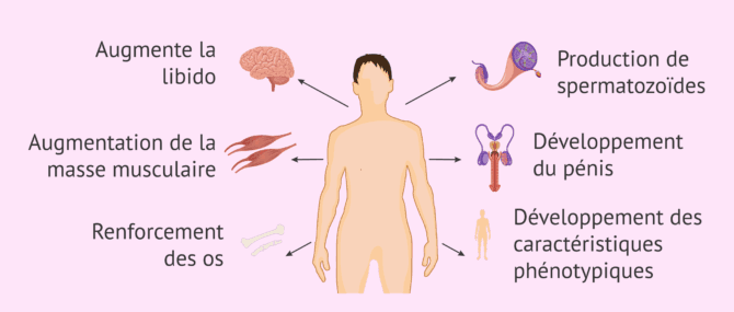 Imagen: Fonctions de la testostérone chez les hommes