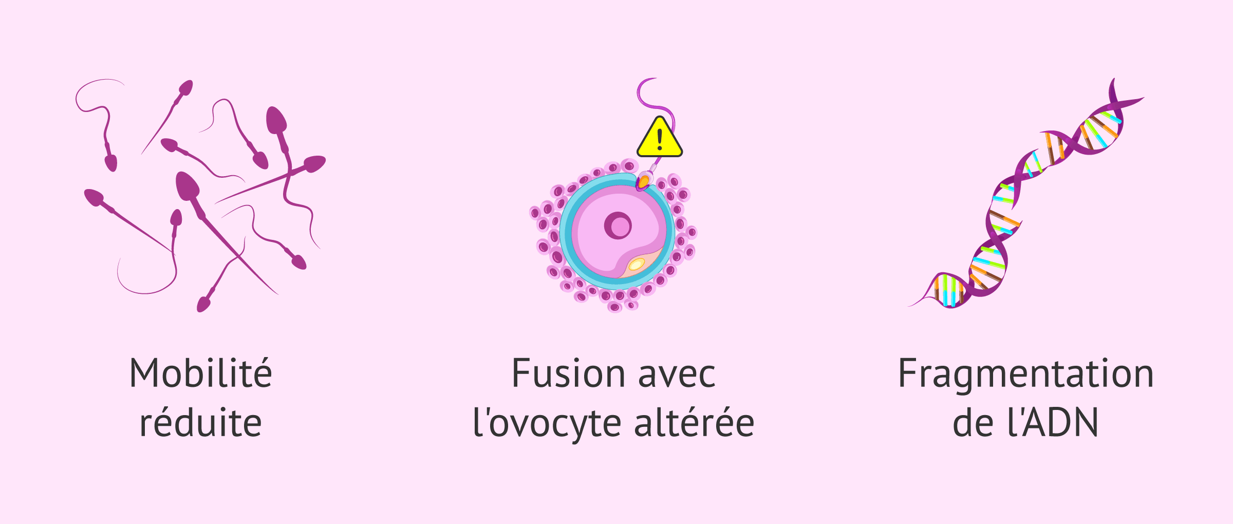 Imagen: Dommages du stress oxydatif sur les spermatozoïdes