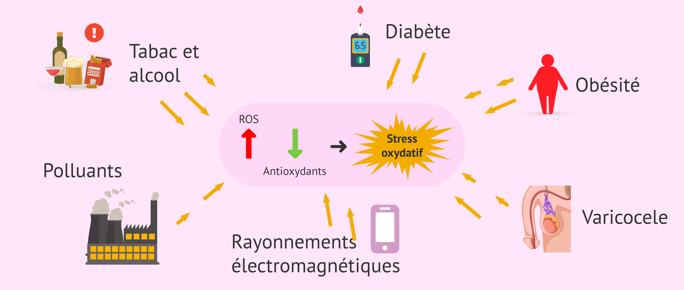 Imagen: Facteurs entraînant une augmentation des ROS