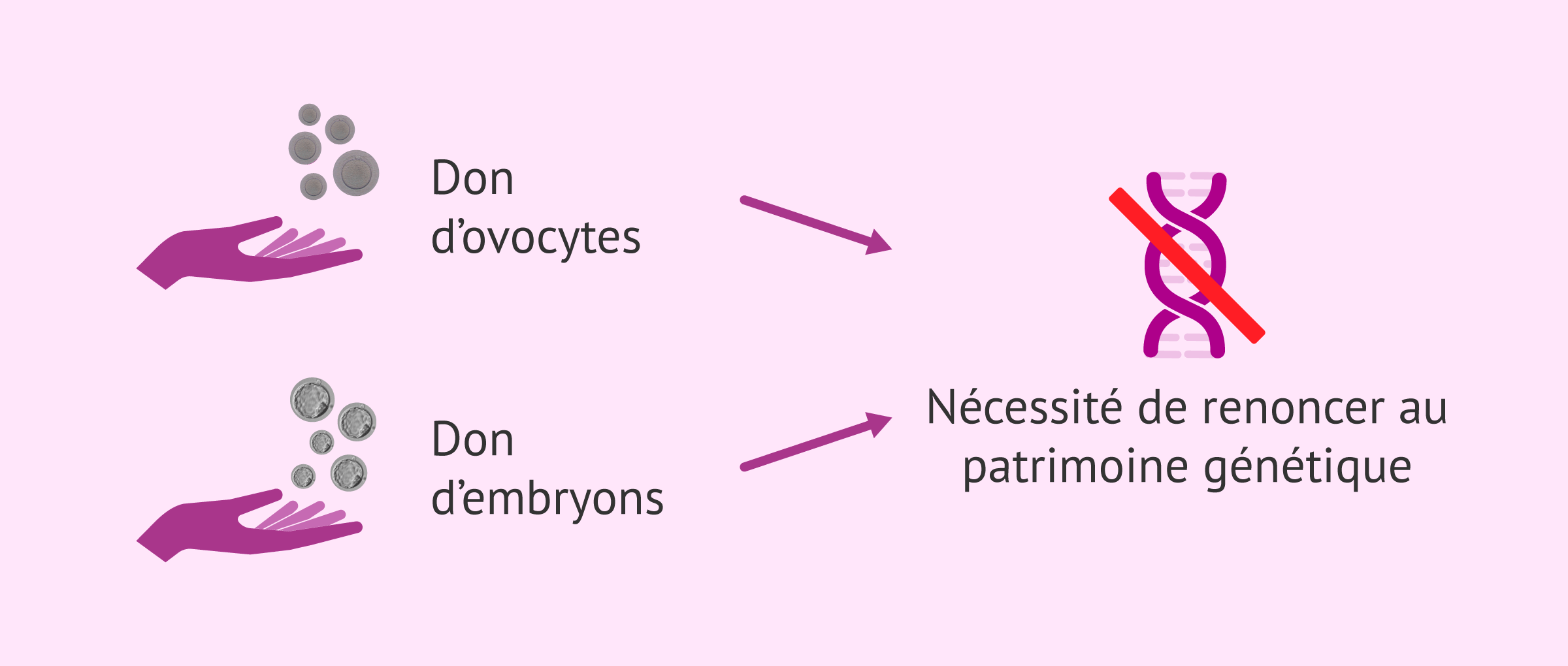 Imagen: Inconvénient du don d'ovules et du don d'embryons