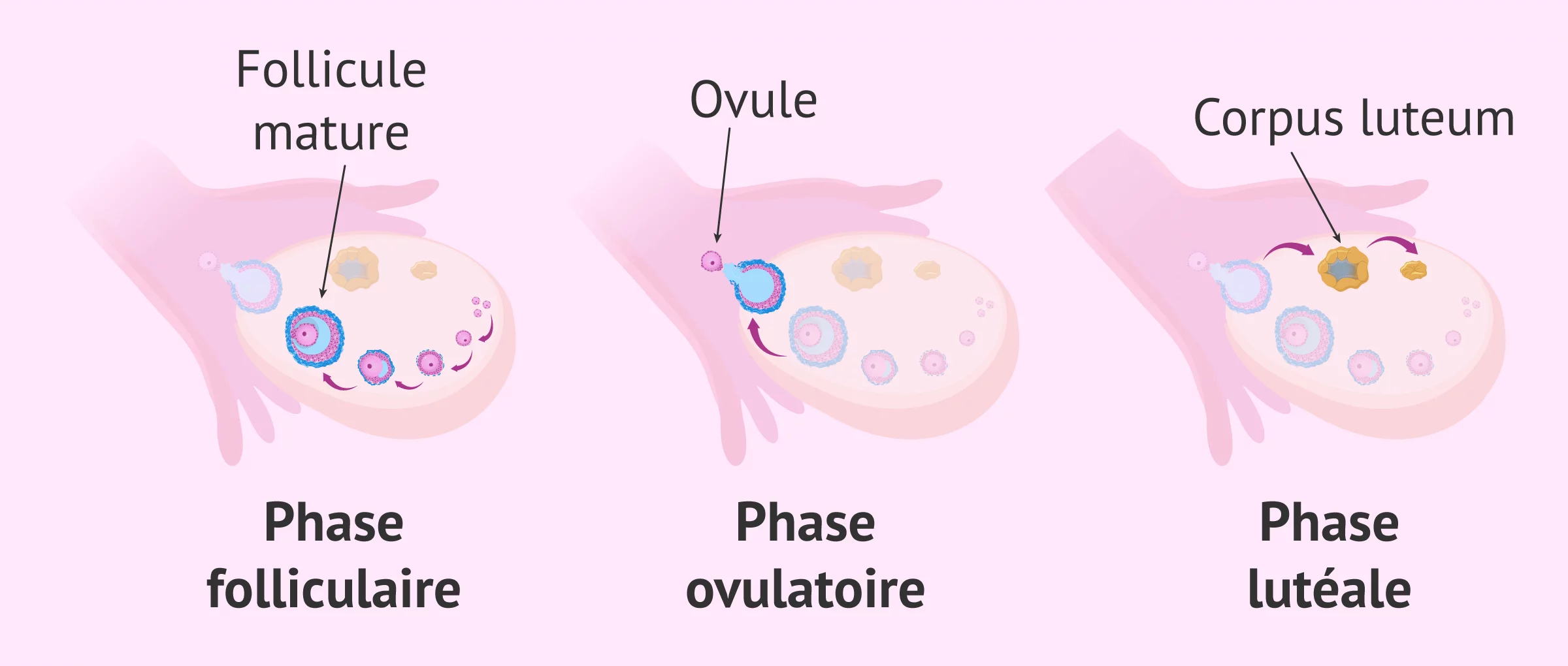 Libération des ovules