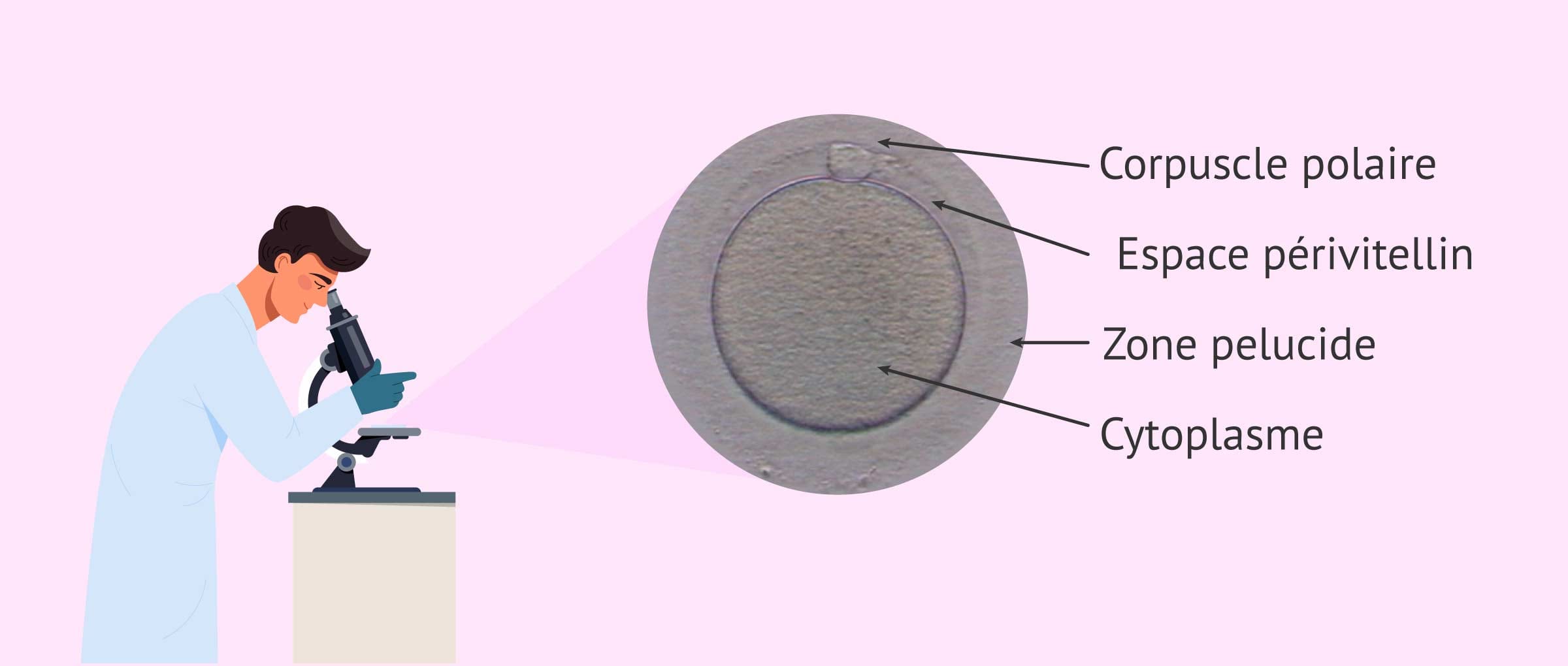 Imagen: Évaluer la morphologie des ovules