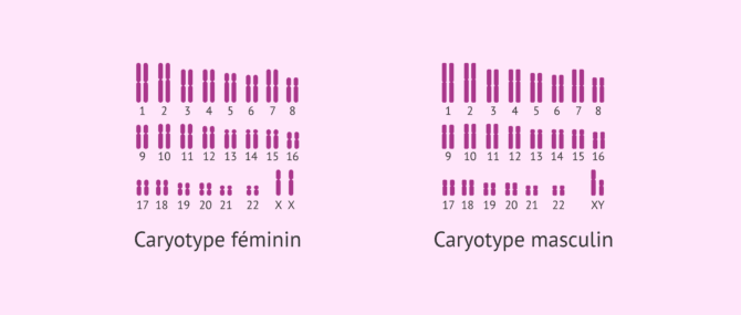 Imagen: Caryotype humain de la femme et de l'homme