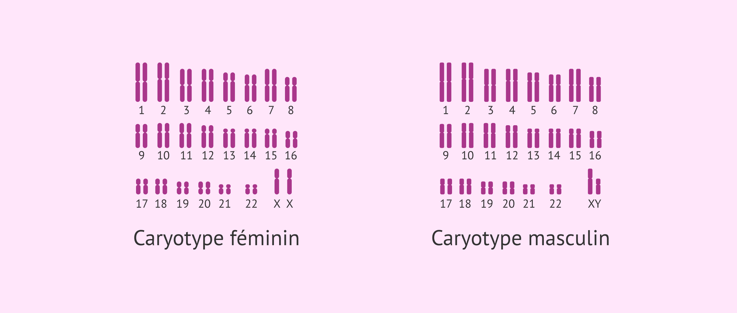 Qu'est-ce que le caryotype et quelle est son importance pour la fertilité?
