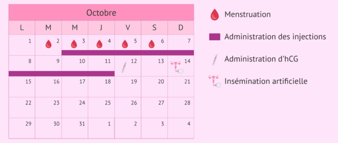 Imagen: Protocole de SOC en insémination artificielle