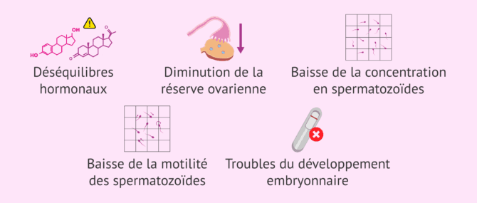 Imagen: Effets des perturbateurs sur la fertilité