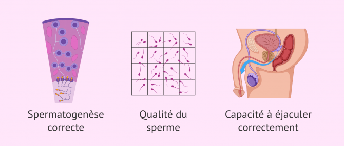 Imagen: Facteurs affectant la fertilité masculine