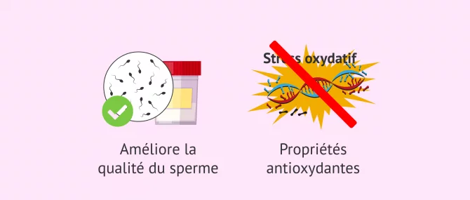Imagen: Effets possibles de la L-Carnitine
