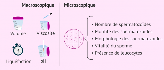 Imagen: Séménogramme de base avec paramètres macroscopiques et microscopiques