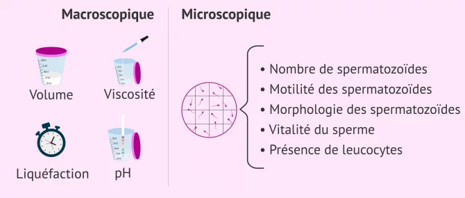 Imagen: Séménogramme de base avec paramètres macroscopiques et microscopiques