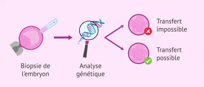 Imagen: analyse-génétique-transfert-d-embryon