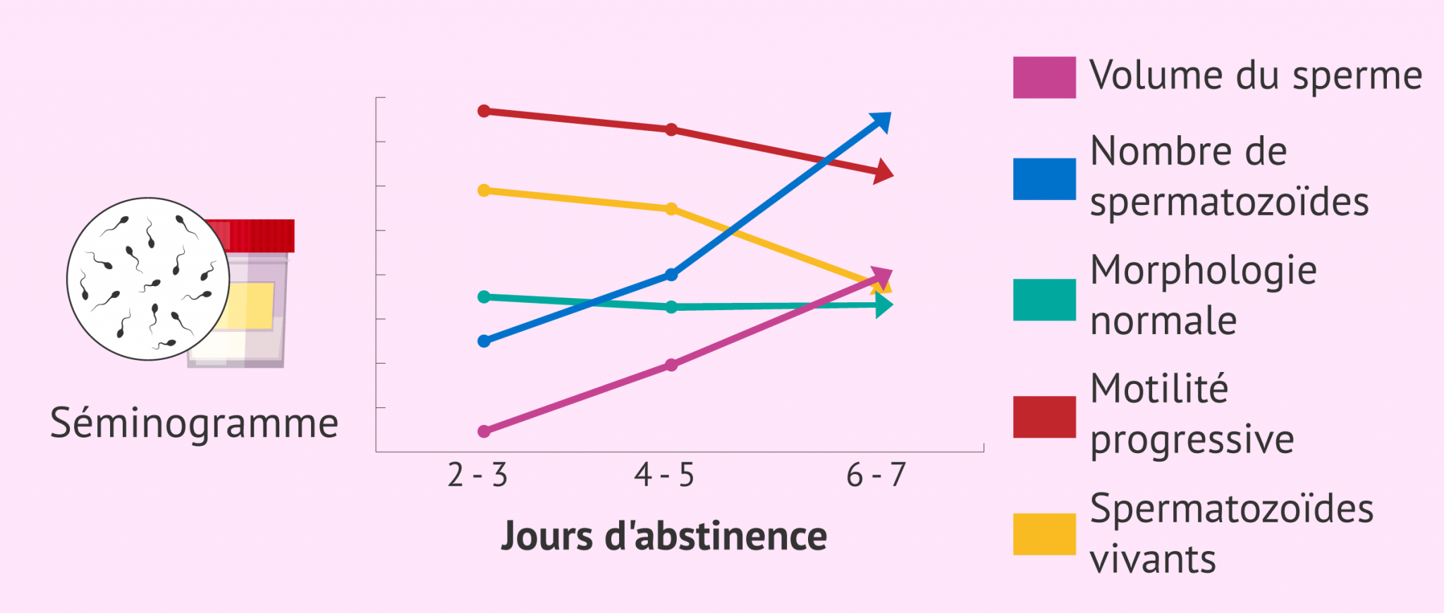 Comment les jours d'abstinence affectentils la qualité du sperme? Comment les jours d'abstinence affectentils la qualité du sperme?