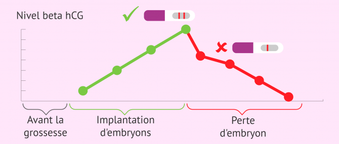 Imagen: Évolution de la bêta hCG dans une grossesse biochimique