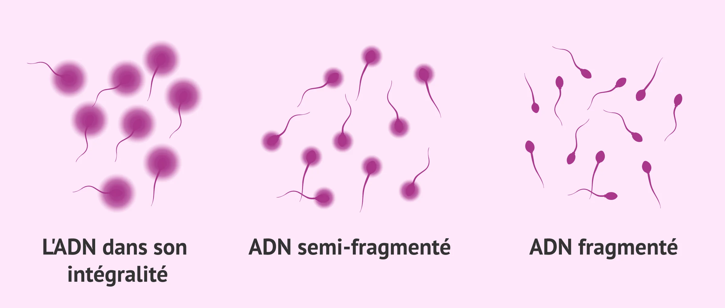 Imagen: Test de dispersion de la chromatine du sperme