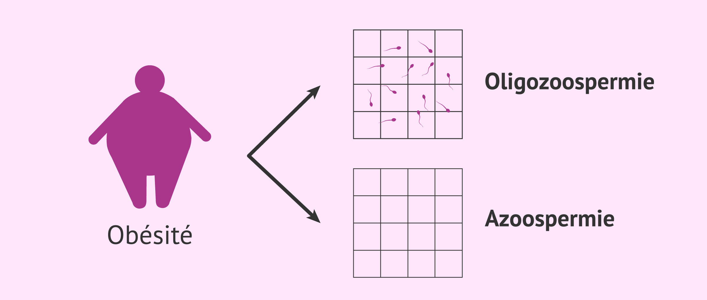 Imagen: Obésité et qualité du sperme
