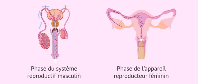 Imagen: Quel est le cheminement des spermatozoïdes?