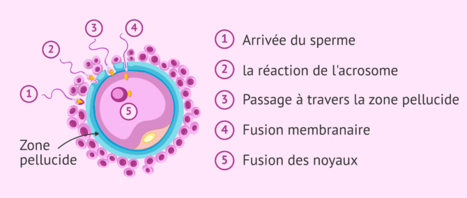 Imagen: Qu'est-ce que la réaction de l'acrosome?