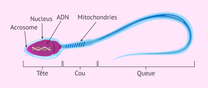 Imagen: Maturation des spermatozoïdes