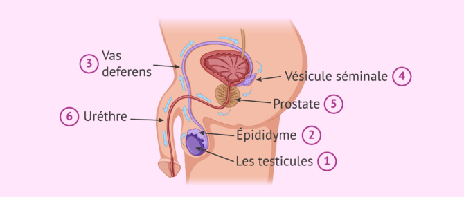 Imagen: Le parcours des spermatozoïdes, de la formation à l'expulsion