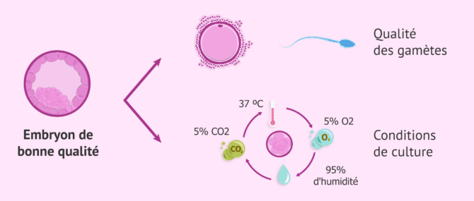 Imagen: Facteurs qui influencent la qualité embryonnaire