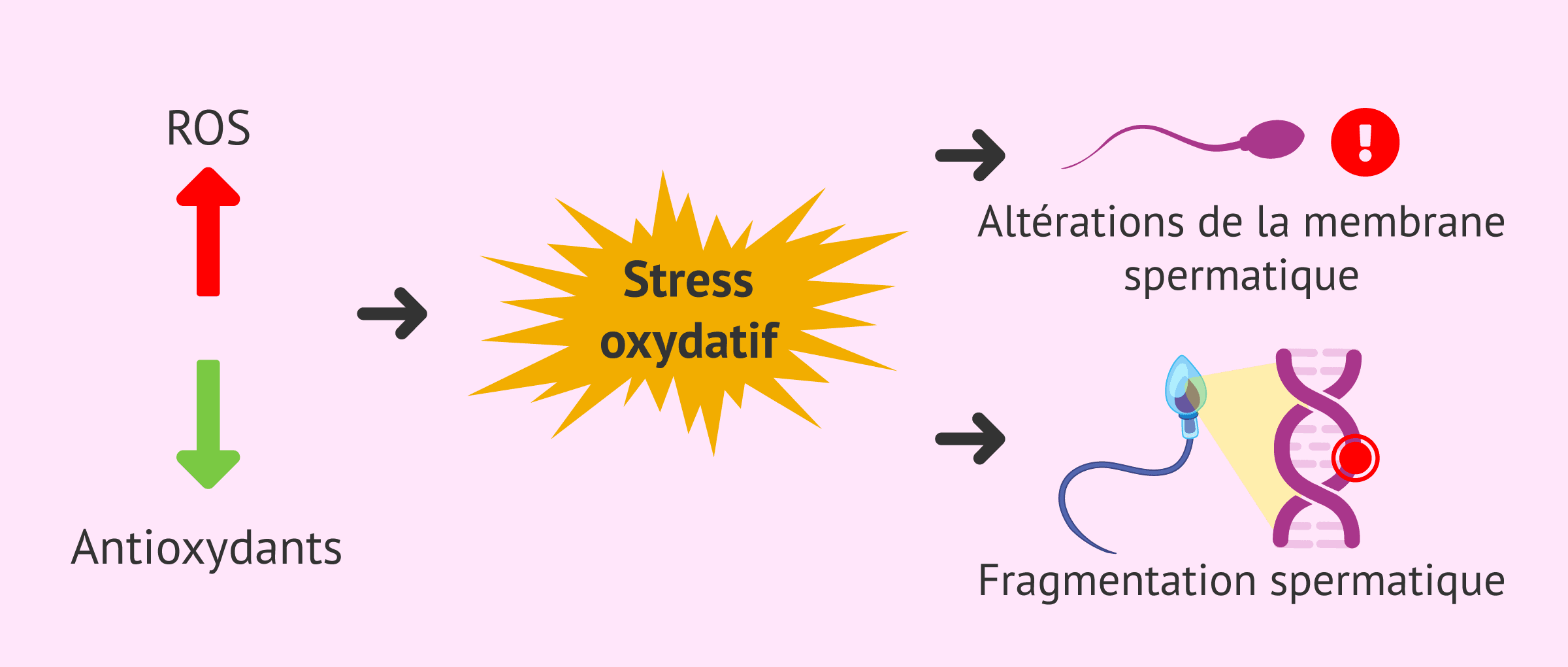 Imagen: Stress oxydatif et fausses couches à répétition