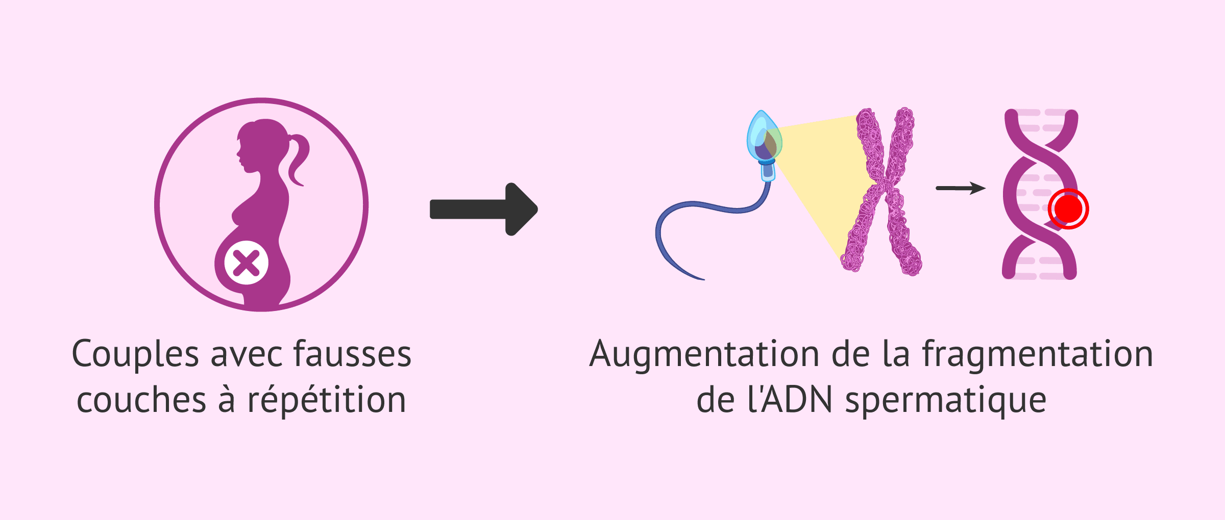 Imagen: Fragmentation de l'ADN spermatique et fausses couches à répétition