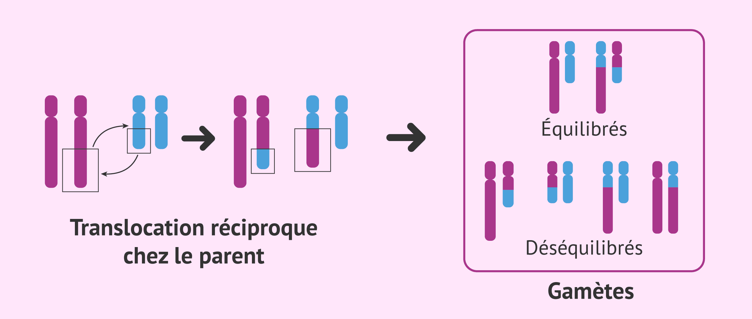 Imagen: Translocation réciproque chez le parent