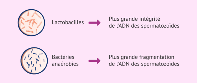 Imagen: Implications des bactéries présentes dans le microbiome séminal