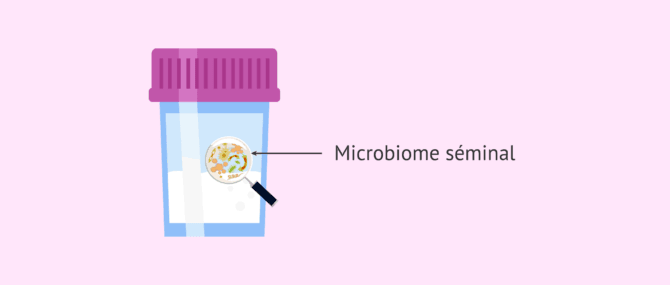 Imagen: Microbiome séminal et fertilité masculine