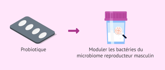 Imagen: Comment moduler le microbiome séminal?