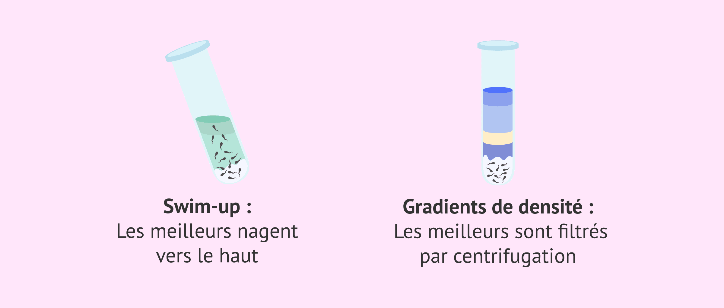 Préparation du sperme: la science fait tomber une fausse croyance sur le succès