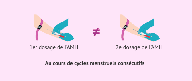 Imagen: Variations de l'AMH entre les cycles menstruels