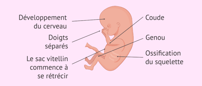 Imagen: Développement du fœtus à 10 semaines