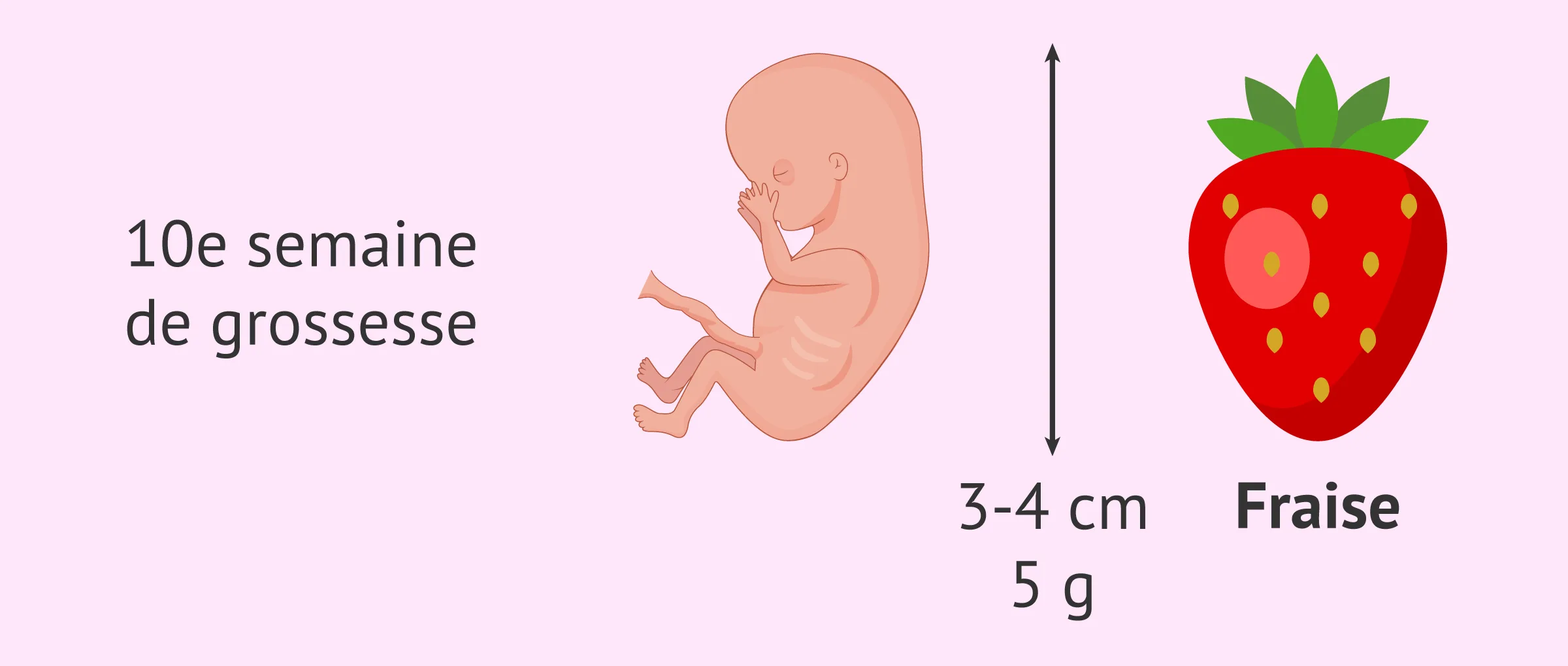Semaine 10 de grossesse : le fœtus commence à bouger