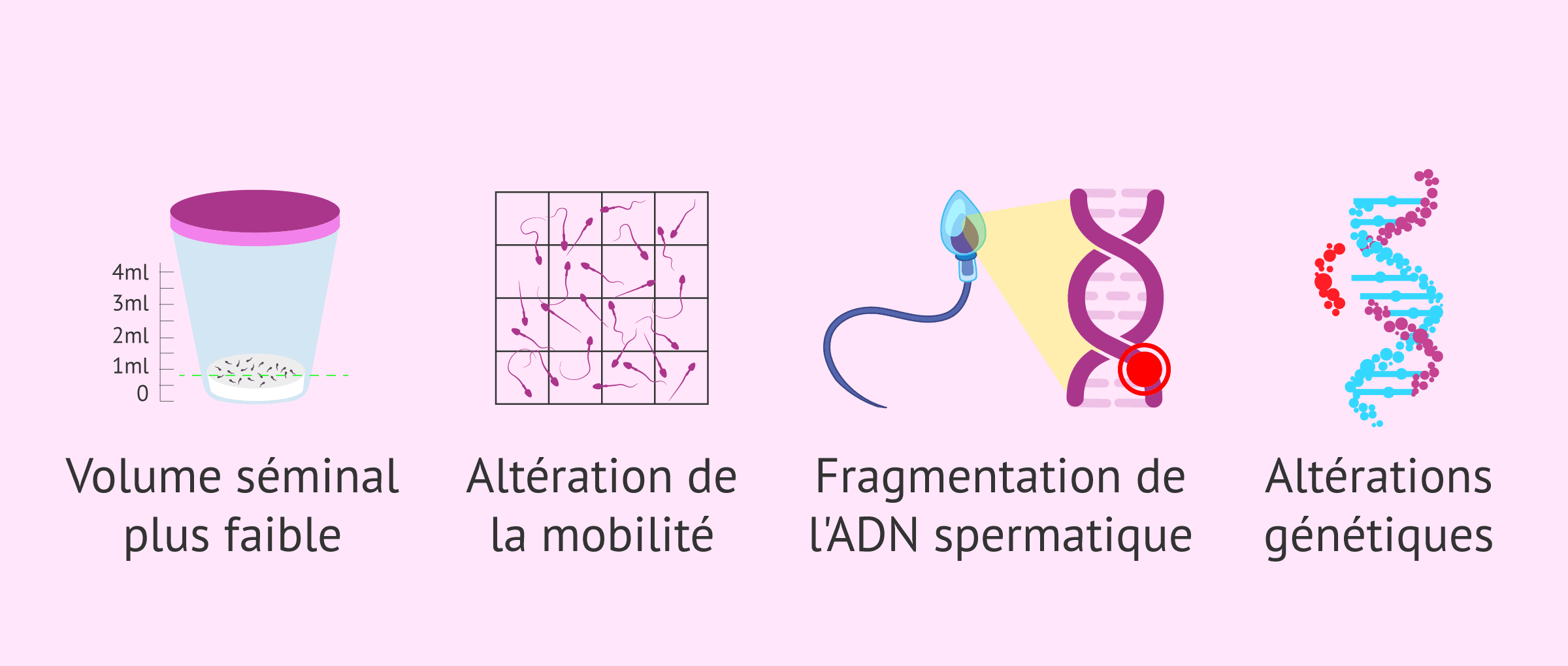 Comment l'âge de l'homme influence-t-il la fertilité et la grossesse?