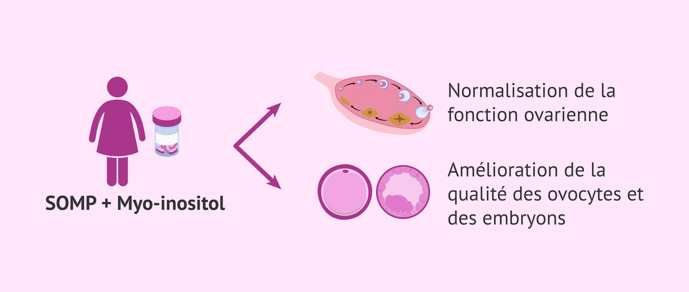 Compléments dans la FIV : le danger de les prendre sans contrôle